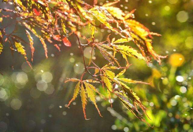 秋雨绵绵打一动物生肖｜秋雨绵绵猜一生肖_叙述解答解释落实