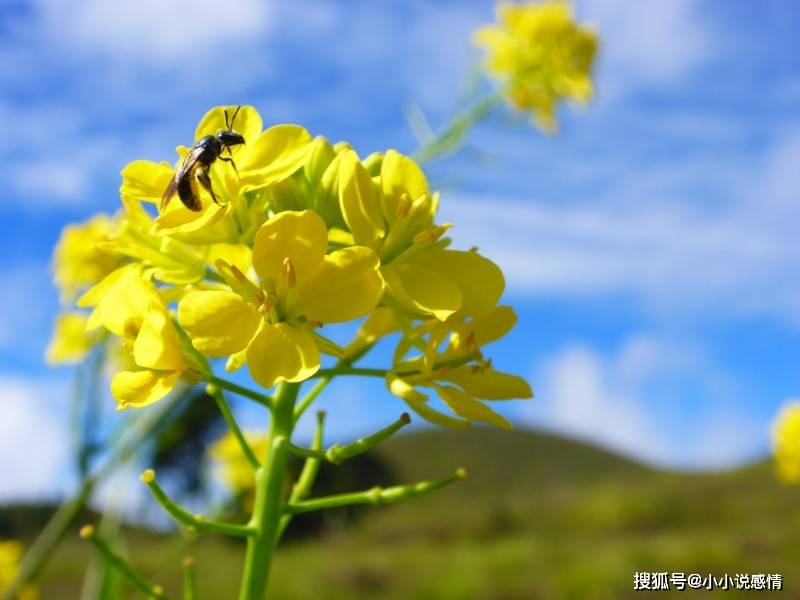 情话微甜